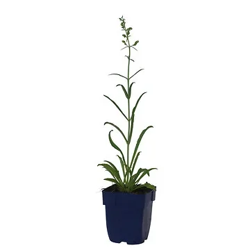 Slangenkop (Penstemon barb. 'Twizzle Blue') ø 11 cm