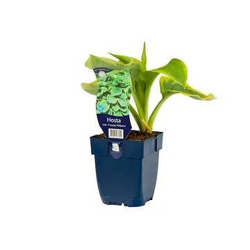 Hartlelie (Hosta sieb. 'Frances Williams') ø 11 cm