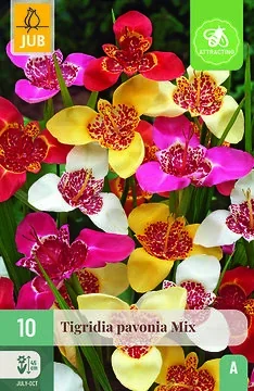 Tigridia Pavonia Mix