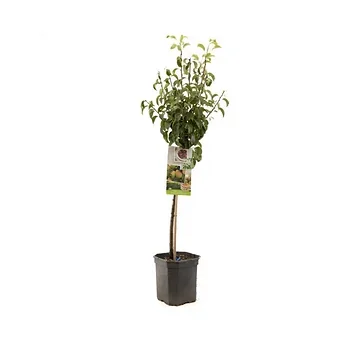 Handpeer (Pyrus comm. Bonne Louise laag) H 160 ø 24 cm