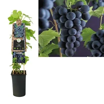 Blauwe druif (Vitis 'Boskoop Glory') H 75