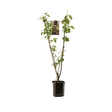 V-Vorm pruim (Prunus dom. Duo-pruim) H 160 ø 24 cm