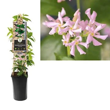 Aziatische Jasmijn (Trachelospermum as. Pink Air) H 75