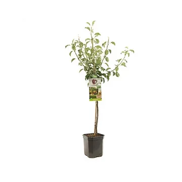 Stoofpeer (Pyrus comm. Gieser Wildeman laagst) H 160 ø 24 cm
