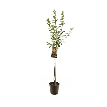 Rood-paarse pruim (Prunus dom. R-Cl. d'Althan halfstam) H 230 ø 27 cm