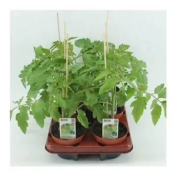 Green Zebra Tomaat (Lycopersicon esculentum) BIO 12 cm pot