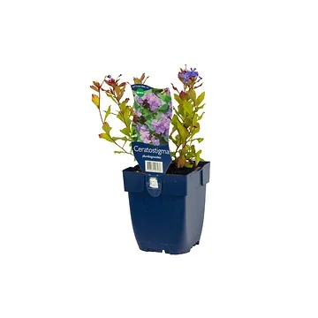 Loodkruid (Ceratostigma plumbaginoides) ø 11 cm
