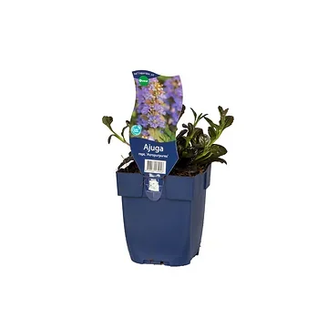 Kruipend zenegroen (Ajuga reptans 'Atropurpurea') ø 11 cm