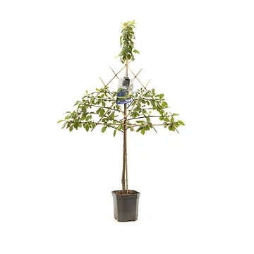 Donkerblauwe pruim (Prunus dom. Bleue de Belgique lei) H 160 ø 24 cm