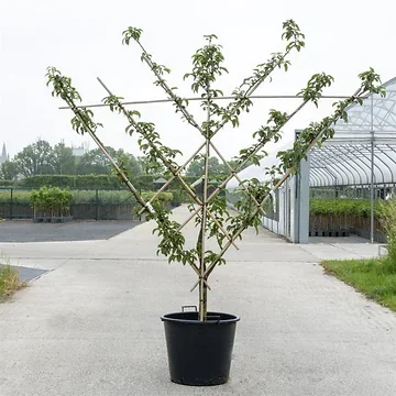 Peer - Waaier (Pyrus comm. Waaier) H 240 ø 45 cm