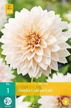 Dahlia Cafe Au Lait
