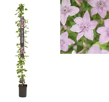 Bosrank (Clematis 'Hagley Hybrid') H 215