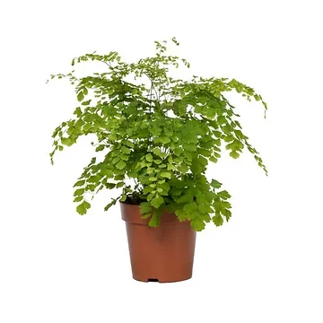 Venushaar varen (Adiantum Rad Fragrans) H 30 ø 12 cm