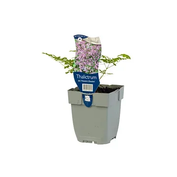 Chinese ruit (Thalictrum del. 'Hewitt's Double') ø 11 cm