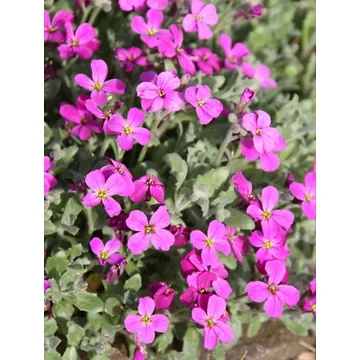 Randjesbloem (Aubrieta 'Cascade Red') ø 11 cm