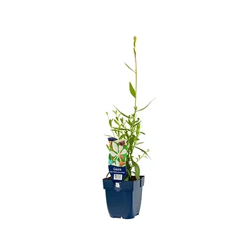 Prachtkaars (Gaura lindh. 'Whirling Butterflies') ø 11 cm