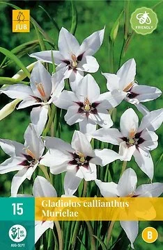 Gladiolus Callianthus Murielae