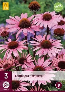 Echinacea Purpurea