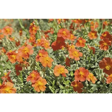 Zonneroosje (Helianthemum 'Fire Dragon') ø 11 cm