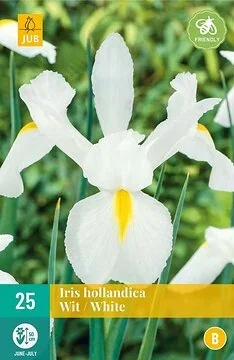 Iris Hollandica Wit