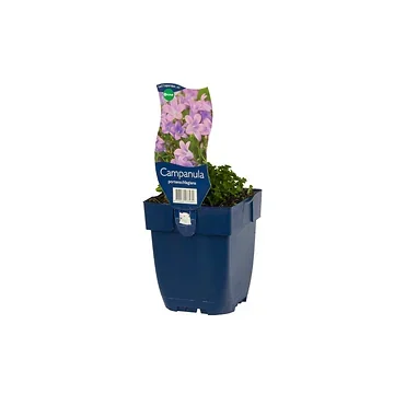 Kruipend klokje (Campanula portenschlagiana) ø 11 cm