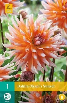 Dahlia Okapi'S Sunset