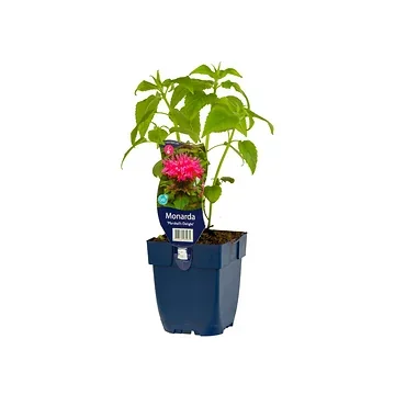 Bergamotplant (Monarda 'Marshall's Delight') ø 11 cm