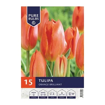 Pure Bulbs Bloembollen Tulp (Tulipa 'Orange Brilliant') 15 stuks