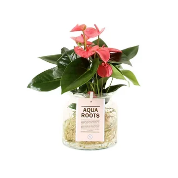 Flamingoplant (Anthurium Aqua Roots Pink Champion) H 40 ø 12 cm