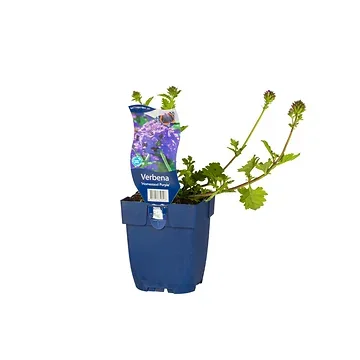 IJzerhard (Verbena 'Homestead Purple') ø 11 cm