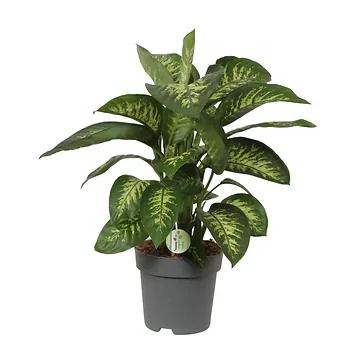 Dief van Badgad (Dieffenbachia Reeva) H 70 ø 24 cm