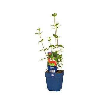 Salie (Salvia micr. 'Hot Lips') ø 11 cm