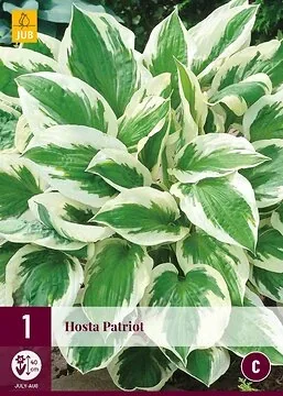 Hosta Patriot