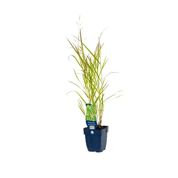 Vingergras (Panicum virg. 'Heavy Metal') ø 11 cm