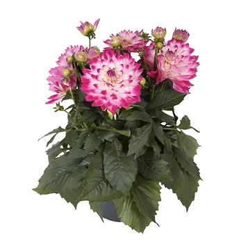 Dahlia (Asteraceae) H 60 ø 23 cm