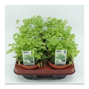 Maggikruid (Levisticum Officinale) BIO