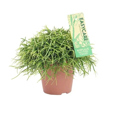 Rhipsalis Ba Oasis H 20 ø 12 cm
