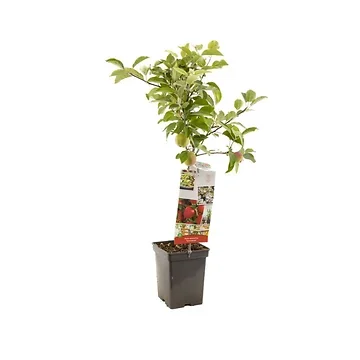 Rode handappel (Malus dom. Summerred Patio) H 90 ø 18 cm