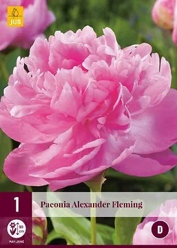 Paeonia Alexander Fleming