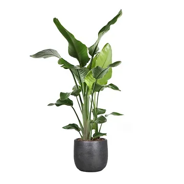 Paradijsvogelplant (Strelitzia Nicolai) H 120 ø 24 cm