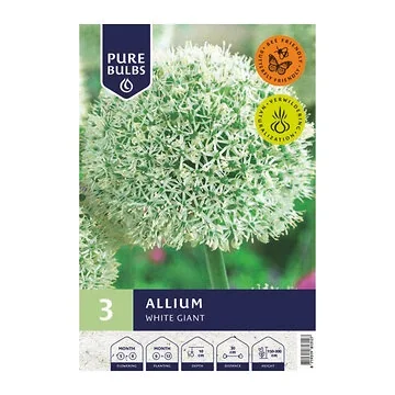 Pure Bulbs Bloembollen Sierui (Allium 'White Giant') 3 stuks