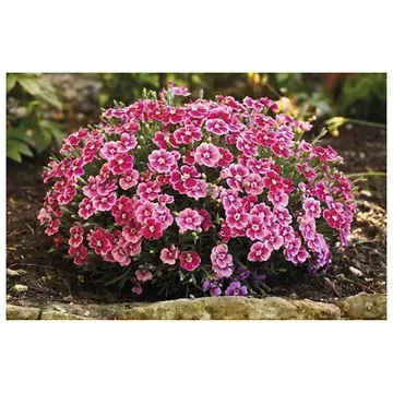 Tuinanjer (Dianthus caryop. 'Electric Dreams') ø 11 cm
