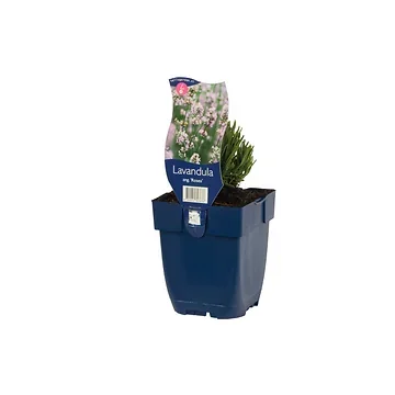 Lavendel (Lavandula ang. 'Rosea') ø 11 cm