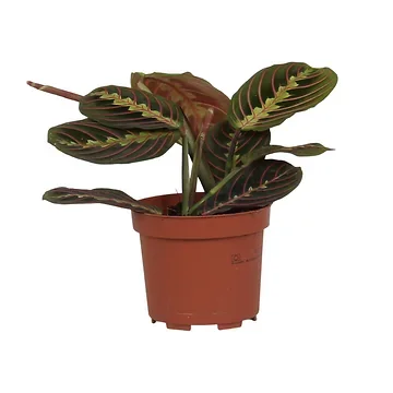 Prayer plant (Maranta Fascinator) H 30 ø 12 cm