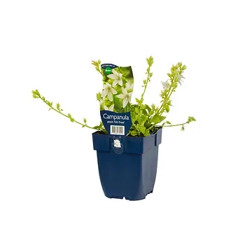 Klokjesbloem (Campanula posch. 'E.H. Frost') ø 11 cm