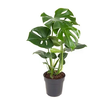 Gatenplant (Monstera Deliciousa) H 80Hoogte 80 cm