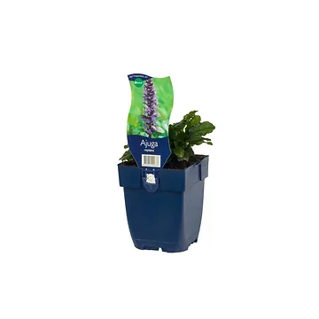 Kruipend zenegroen (Ajuga reptans) ø 11 cm