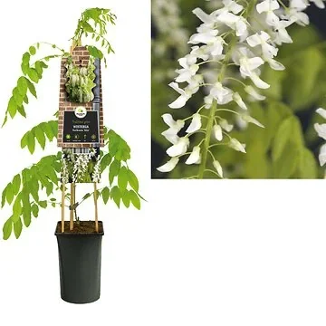 Blauwe regen Blauwe regen (Wisteria floribunda 'Alba') H 75