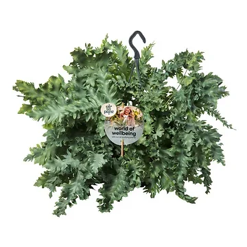 Blauwvaren (Phlebodium Davana) H 40 ø 20 cm