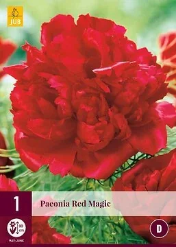 Paeonia Red Magic
